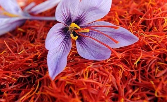 saffron