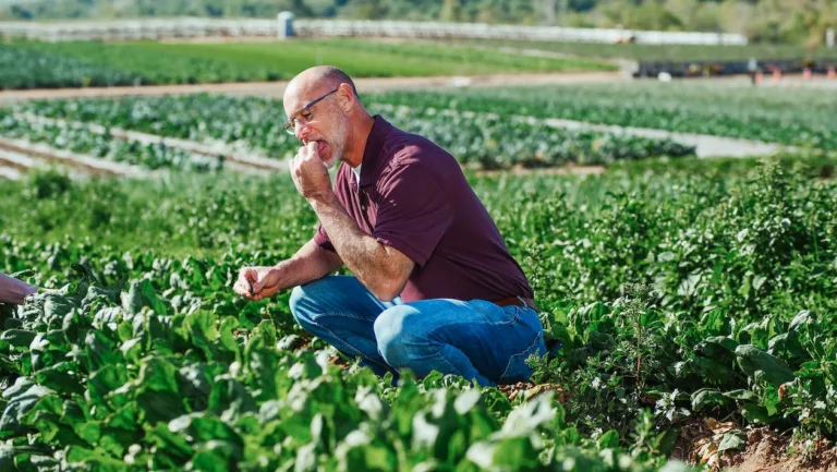 “Unlock the Secrets of Spinach: From Superfood to Superstar – Learn Its History, Health Benefits, Delicious Uses & side effects !”